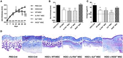 iNOS Activity Is Required for the Therapeutic Effect of Mesenchymal Stem Cells in Experimental Systemic Sclerosis